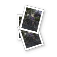 Member: Judith (Judith)
